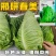 邢研春美牛心甘蓝种子耐寒耐抽苔叶色深绿蜡粉中等越冬强包菜