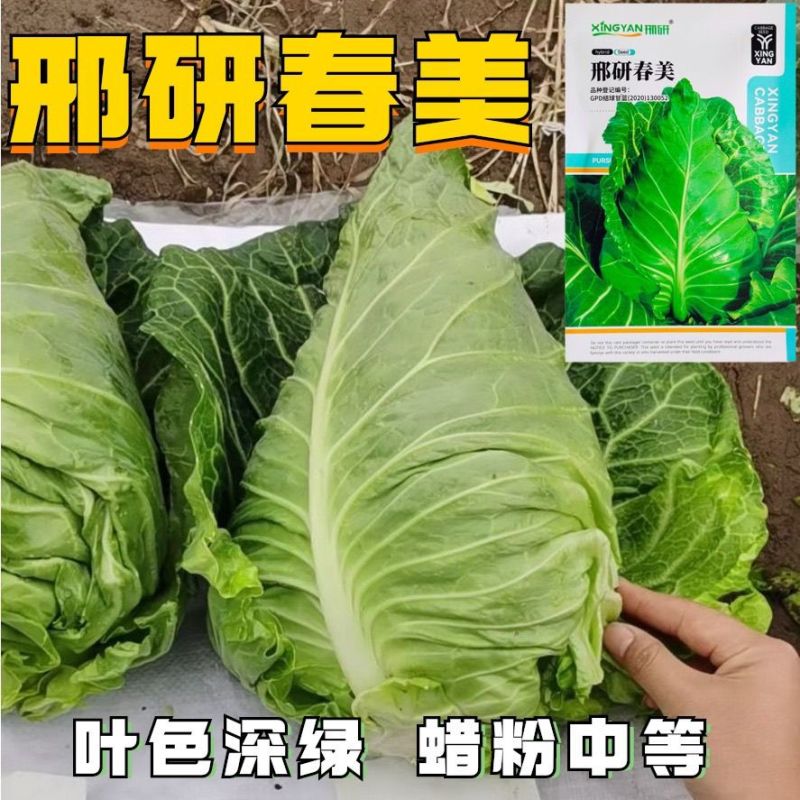 邢研春美牛心甘蓝种子耐寒耐抽苔叶色深绿蜡粉中等越冬强包菜