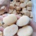 原汁江瑶贝柱江瑶贝带子肉原料精选贝柱鲜贝