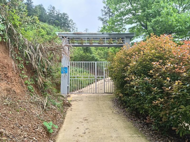 千岛湖浙渝山茶油***山茶油宝宝油月子油野生山茶油美容护肤油