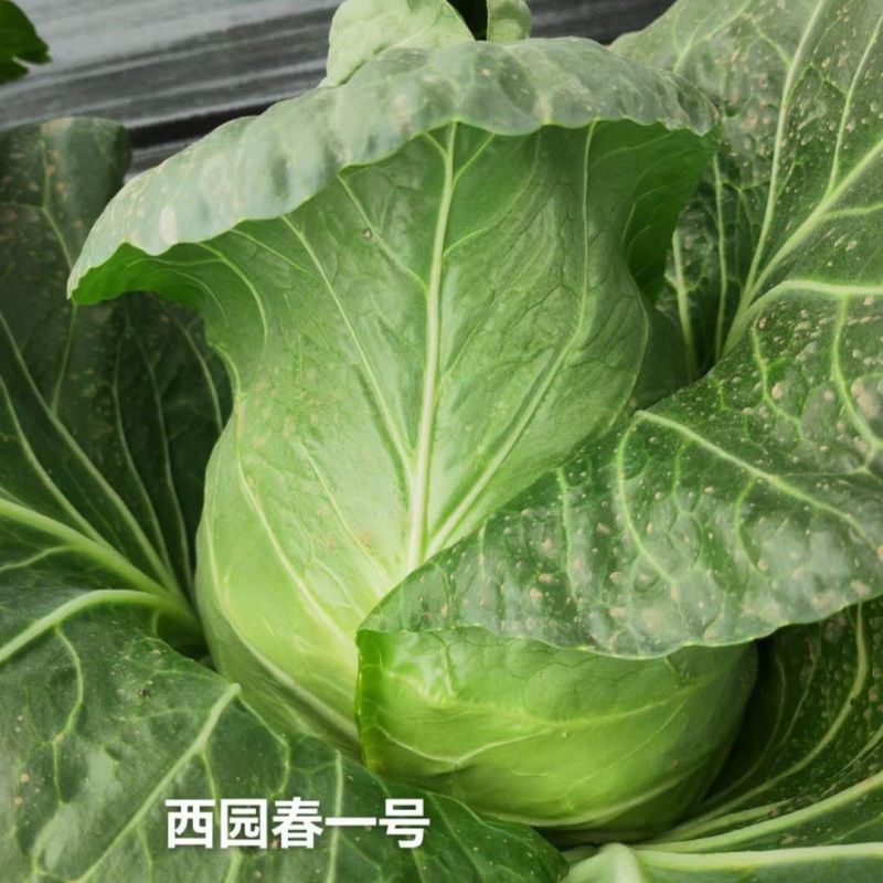 西园春1号牛心甘蓝种子春秋甘蓝早熟耐抽薹牛心包菜种籽高产