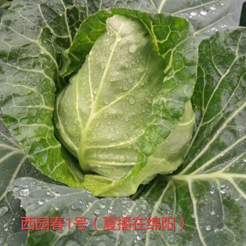 西园春1号牛心甘蓝种子春秋甘蓝早熟耐抽薹牛心包菜种籽高产