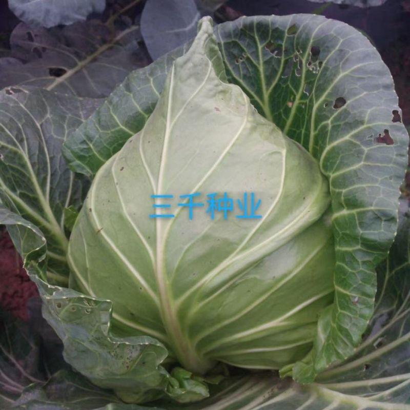 西园春1号牛心甘蓝种子春秋甘蓝早熟耐抽薹牛心包菜种籽高产
