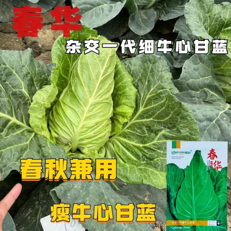 春华瘦牛心甘蓝种子细牛心甘蓝种子早熟耐寒包菜种籽翠绿甘甜