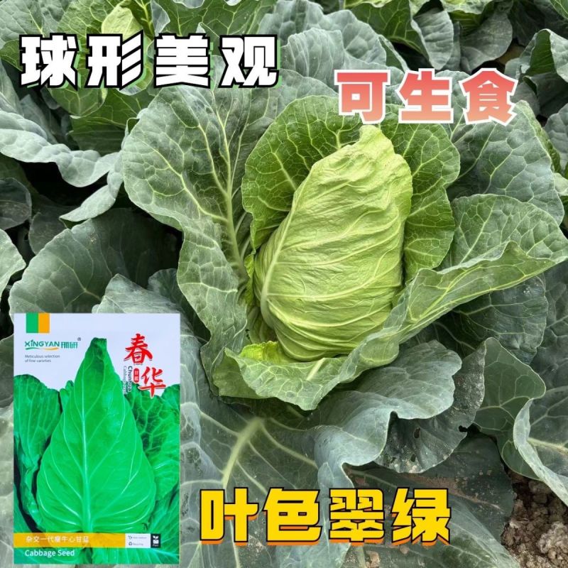 春华瘦牛心甘蓝种子细牛心甘蓝种子早熟耐寒包菜种籽翠绿甘甜