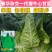 春华瘦牛心甘蓝种子细牛心甘蓝种子早熟耐寒包菜种籽翠绿甘甜