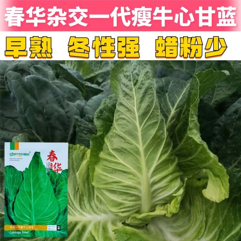 春华瘦牛心甘蓝种子细牛心甘蓝种子早熟耐寒包菜种籽翠绿甘甜