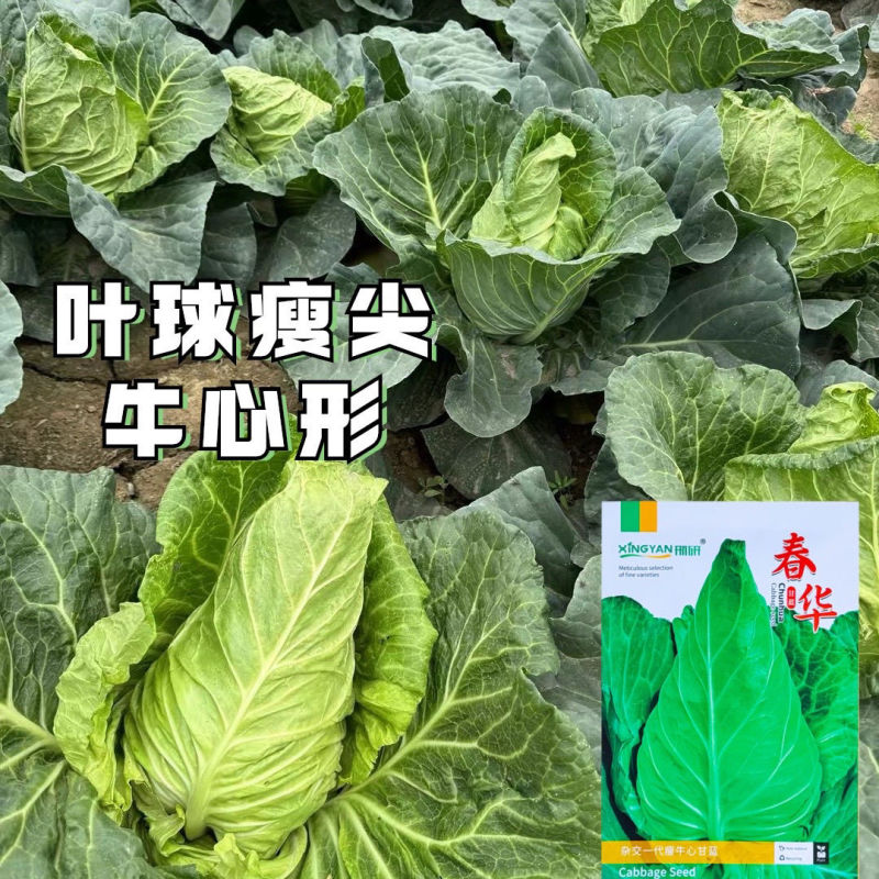 春华瘦牛心甘蓝种子细牛心甘蓝种子早熟耐寒包菜种籽翠绿甘甜