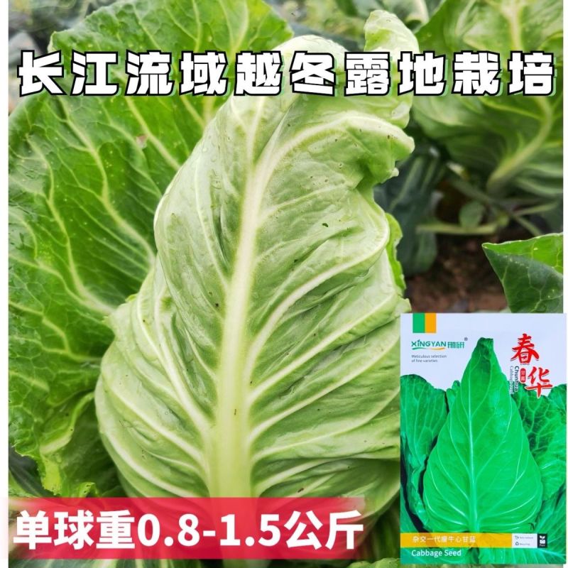 春华瘦牛心甘蓝种子细牛心甘蓝种子早熟耐寒包菜种籽翠绿甘甜