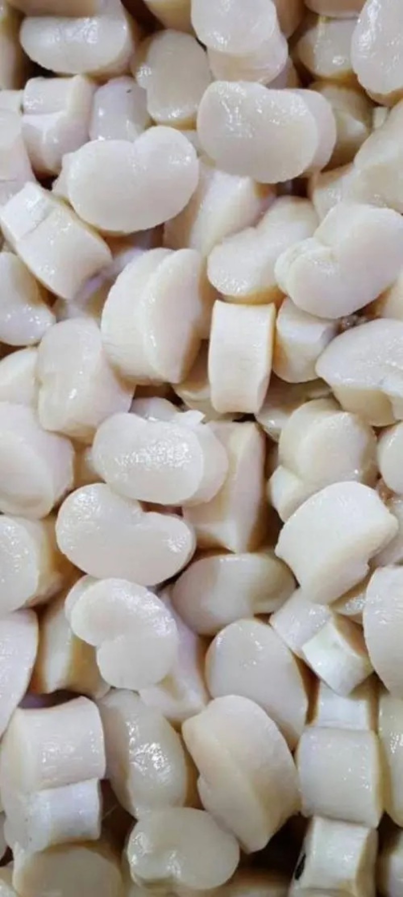单冻带子肉精选江瑶贝柱江瑶贝加工鲜贝柱1KG*15