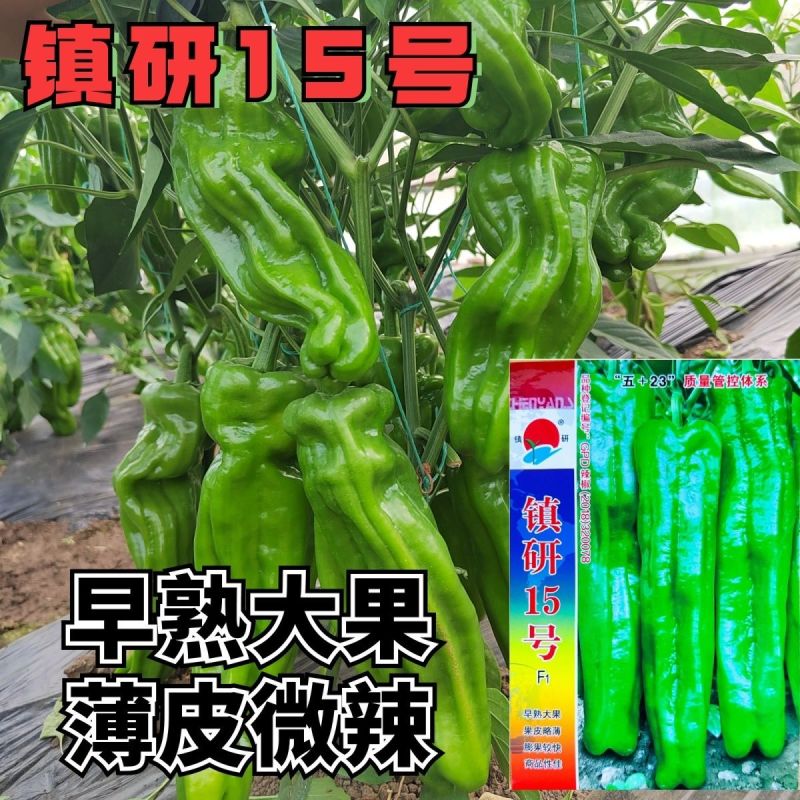 镇研15号辣椒种子早熟抗病高产薄皮辣椒种籽大果牛角椒青椒