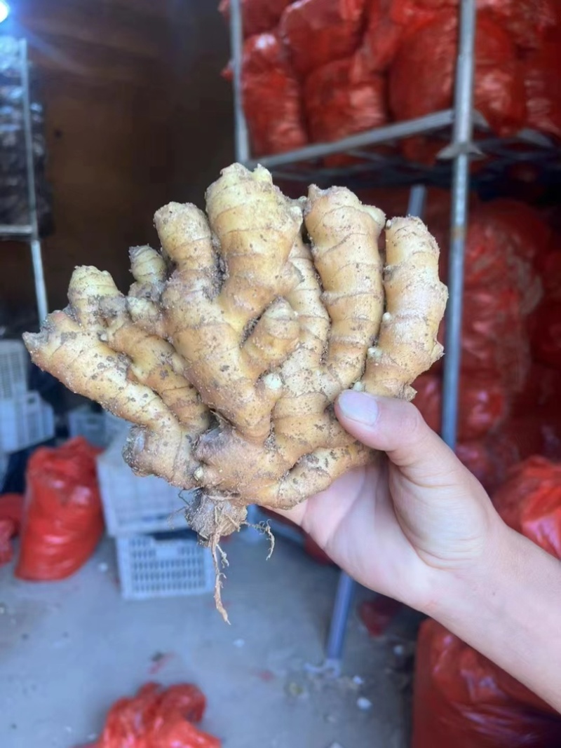 山东大黄姜二黄姜小黄姜精品红牙鲜姜姜母大量上市