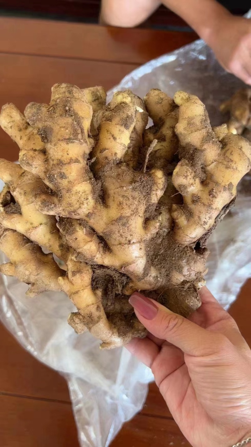山东大黄姜二黄姜小黄姜精品红牙鲜姜姜母大量上市