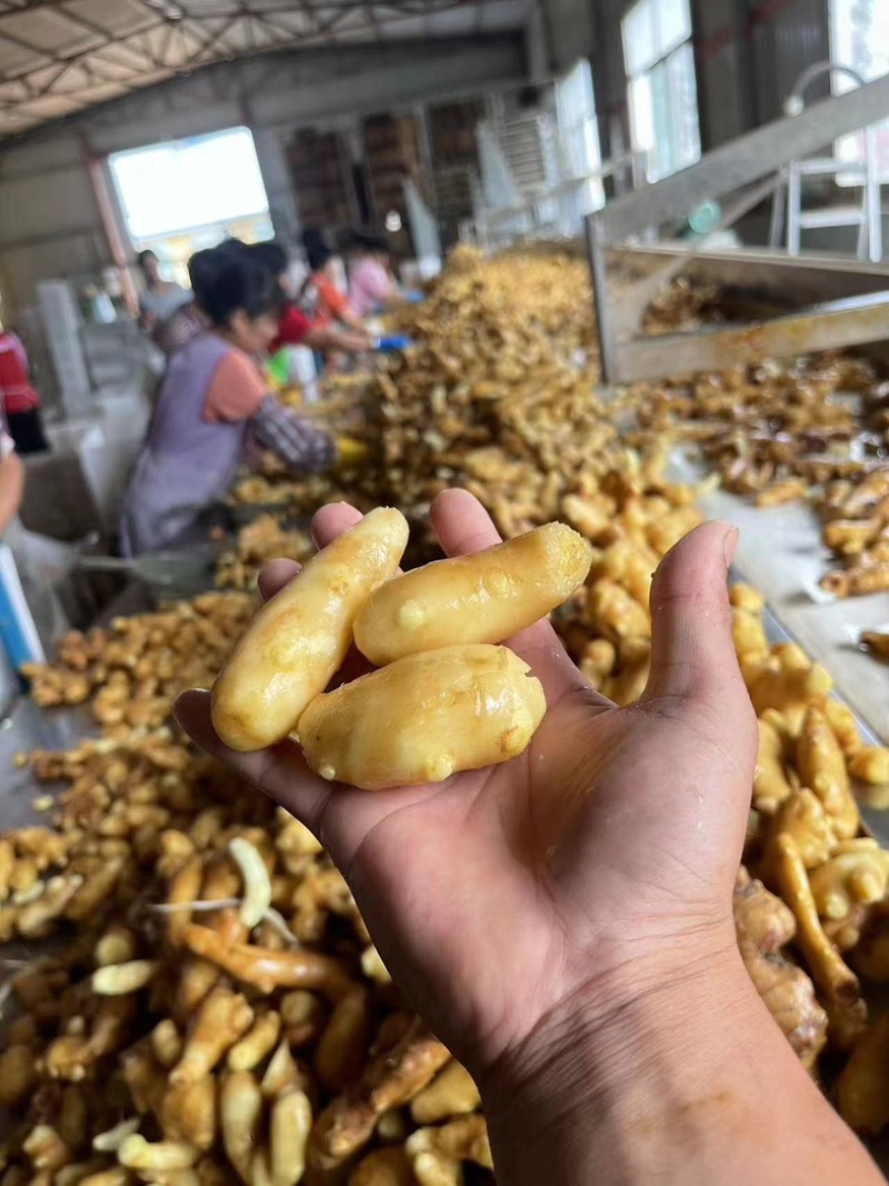 山东大黄姜二黄姜小黄姜精品红牙鲜姜姜母大量上市