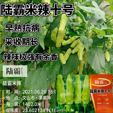 米辣十号小米辣种子早熟抗病小米辣椒种籽采收期长辣味极强有