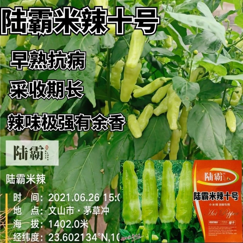 米辣十号小米辣种子早熟抗病小米辣椒种籽采收期长辣味极强有
