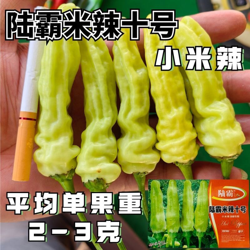 米辣十号小米辣种子早熟抗病小米辣椒种籽采收期长辣味极强有