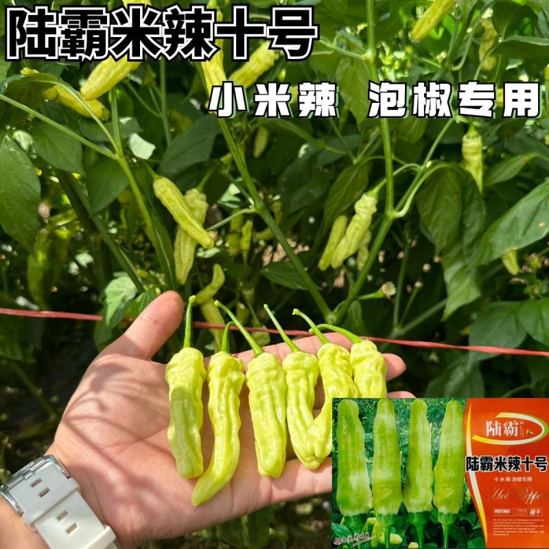 米辣十号小米辣种子早熟抗病小米辣椒种籽采收期长辣味极强有