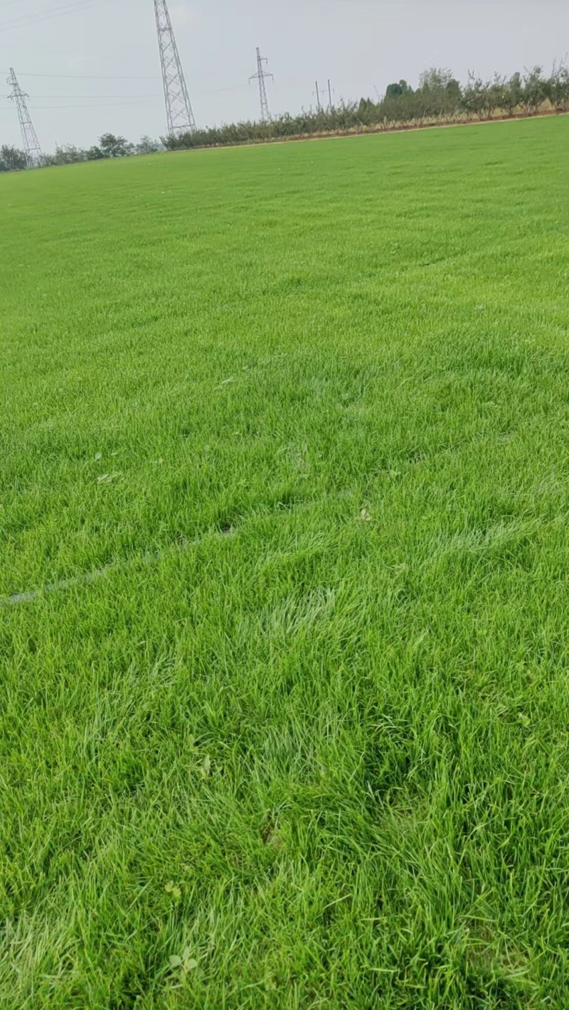 草坪各种规格草坪百亩草坪基地足球场草坪西安草坪