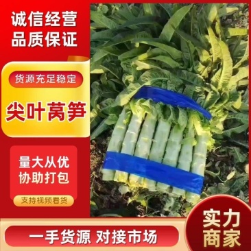 精品莴笋红叶香莴苣，尖叶莴笋产地直发对接全国批发