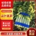 精品莴笋红叶香莴苣，尖叶莴笋产地直发对接全国批发
