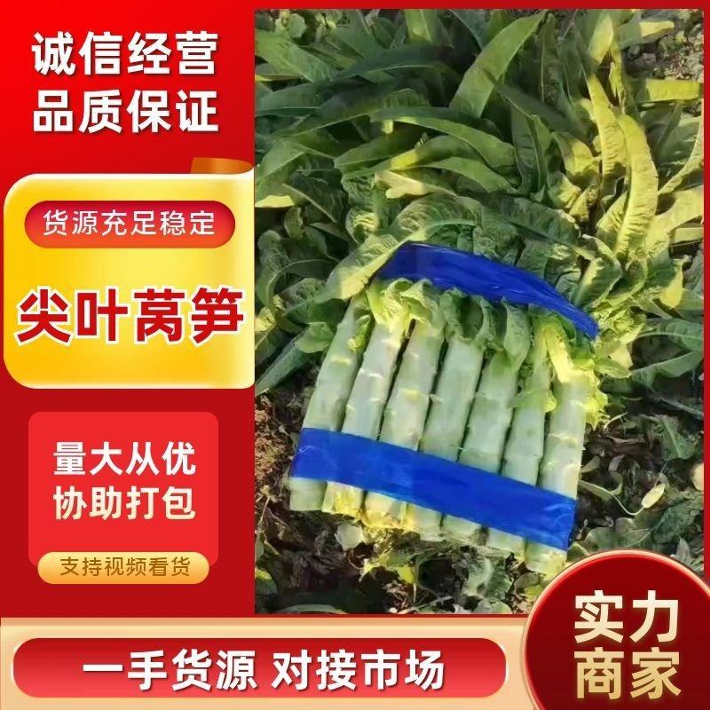 精品莴笋红叶香莴苣，尖叶莴笋产地直发对接全国批发
