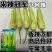 米辣冠军小米辣种子早熟抗病小米辣椒种籽采收期长