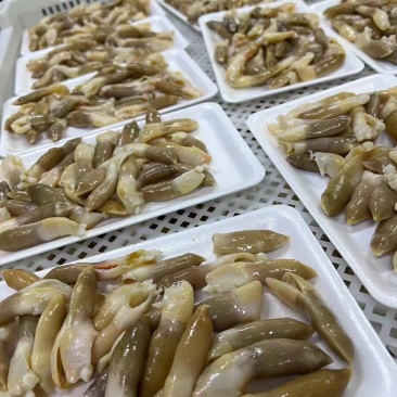 开边蛏子王200g*24盘精选去脏竹蛏子竹蛏王海蛏子头