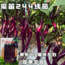 魔笛244线茄种子早熟长线茄子种籽皮薄采收期长耐热抗病