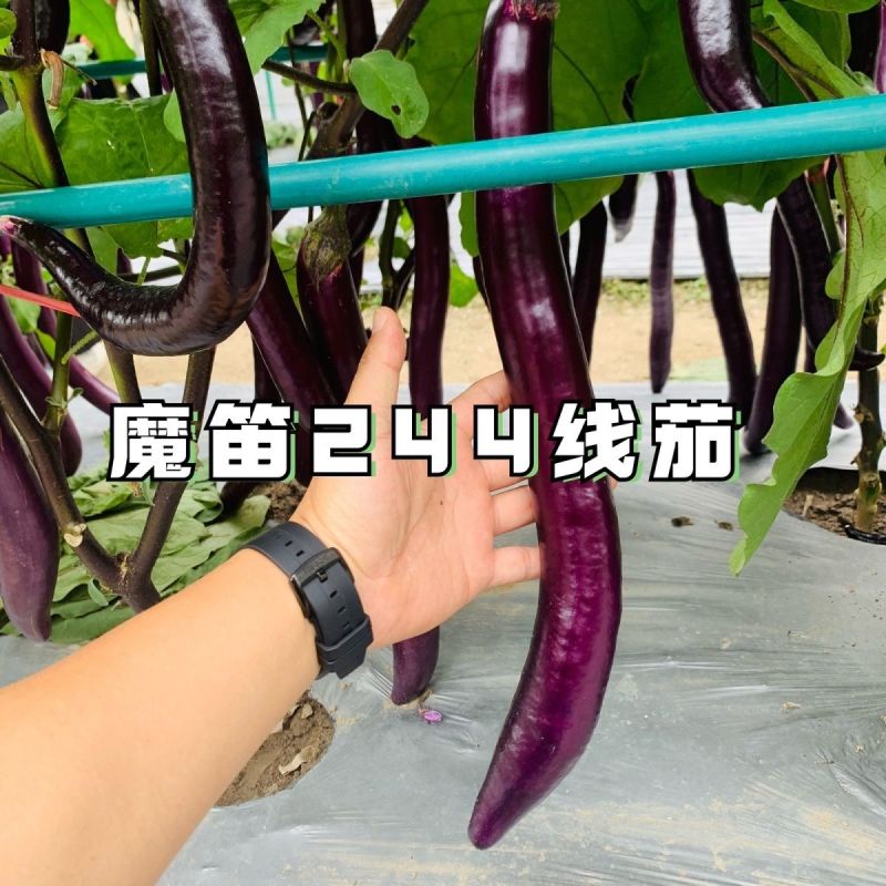 魔笛244线茄种子早熟长线茄子种籽皮薄采收期长耐热抗病