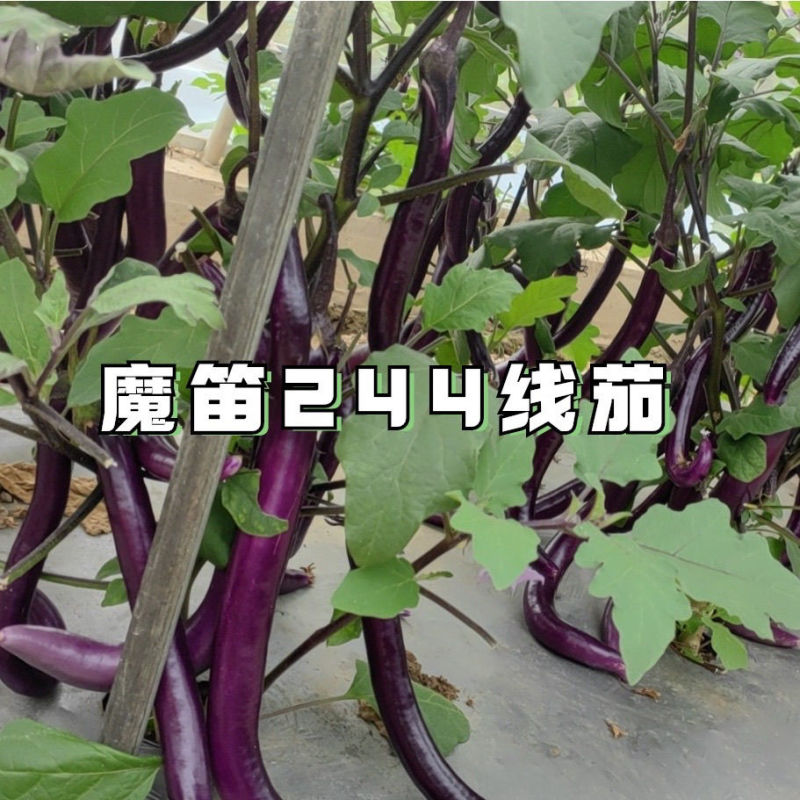 魔笛244线茄种子早熟长线茄子种籽皮薄采收期长耐热抗病