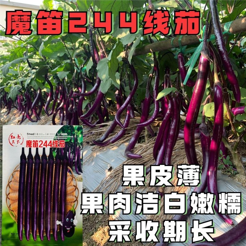 魔笛244线茄种子早熟长线茄子种籽皮薄采收期长耐热抗病