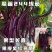 魔笛244线茄种子早熟长线茄子种籽皮薄采收期长耐热抗病