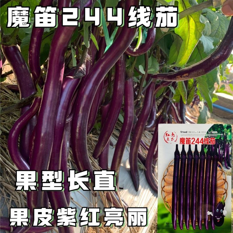 魔笛244线茄种子早熟长线茄子种籽皮薄采收期长耐热抗病