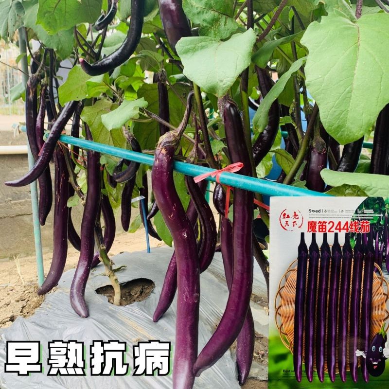 魔笛244线茄种子早熟长线茄子种籽皮薄采收期长耐热抗病