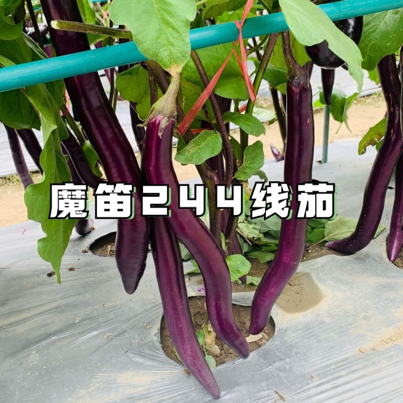 魔笛244线茄种子早熟长线茄子种籽皮薄采收期长耐热抗病