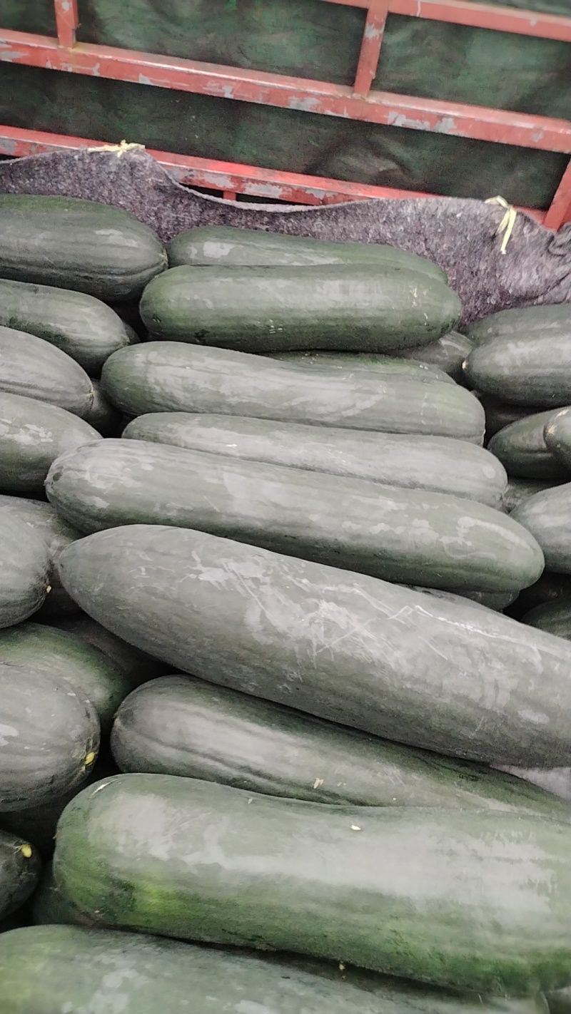 福建冬瓜黑皮冬瓜吊冬瓜货源充足量大从优欢迎联系