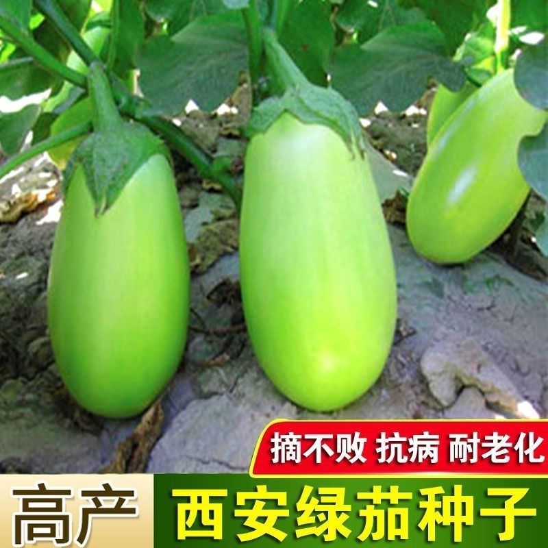 松田浈绿茄子种子油绿长圆茄种籽早熟大果茄子抗病强春秋基地