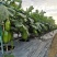 松田浈绿茄子种子油绿长圆茄种籽早熟大果茄子抗病强春秋基地