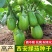 松田浈绿茄子种子油绿长圆茄种籽早熟大果茄子抗病强春秋基地