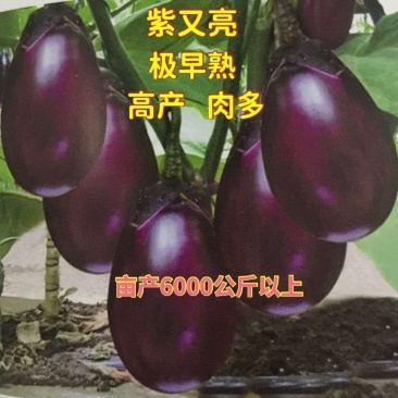 松田紫红早香茄茄子种子早熟高产抗病耐寒紫黑圆茄种籽大田用