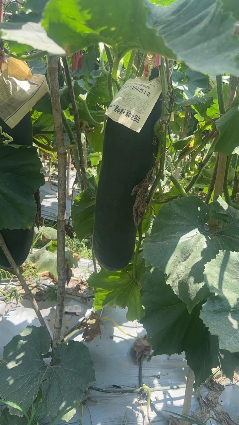 福建黑皮冬瓜吊冬瓜产地直供量大从优质量保证