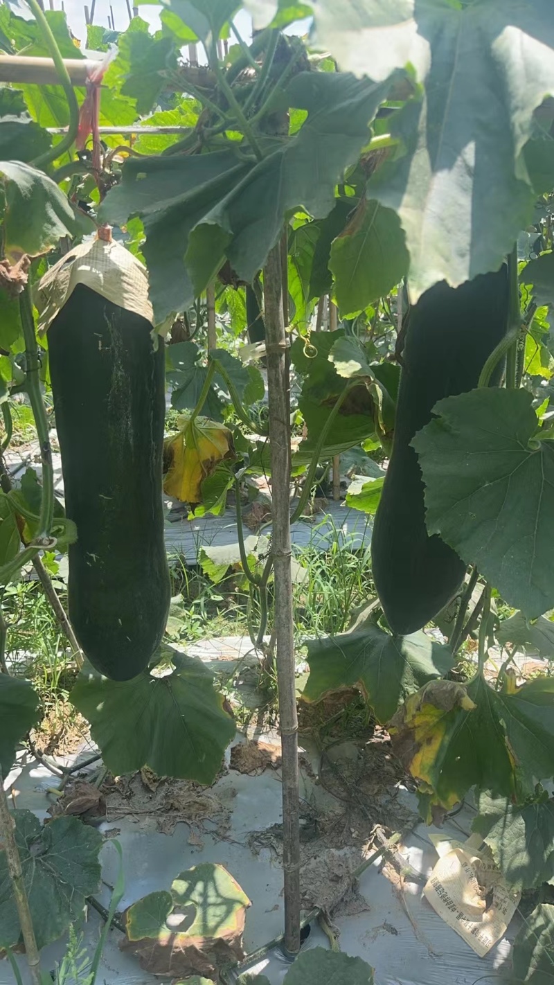 福建黑皮冬瓜吊冬瓜产地直供量大从优质量保证