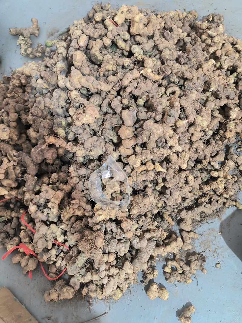 贵州深山老林野生多花倒苗姜型甜黄精