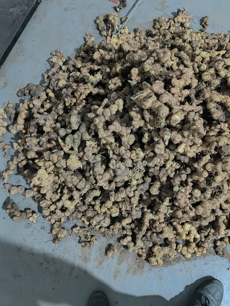 贵州深山老林野生多花倒苗姜型甜黄精
