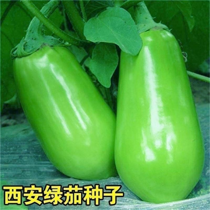 松田绿杂茄子种子早熟大果绿罐茄种籽蔬菜长卵圆形春秋播绿茄