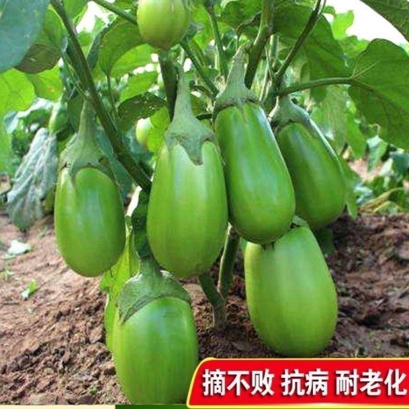 松田绿杂茄子种子早熟大果绿罐茄种籽蔬菜长卵圆形春秋播绿茄