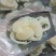 半壳粉丝带子富贵带子蒜蓉粉丝带子粉丝江瑶贝江珧贝