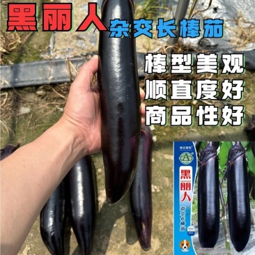 黑丽人杂交长棒茄子种子墨茄种籽棒形美观条形顺直中早熟春秋