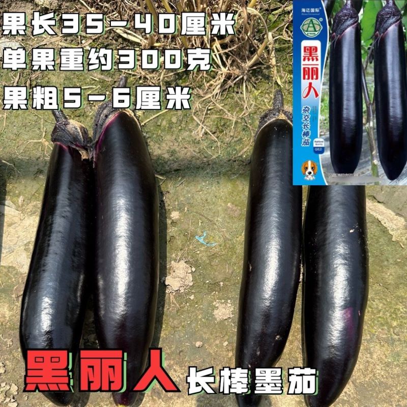 黑丽人杂交长棒茄子种子墨茄种籽棒形美观条形顺直中早熟春秋